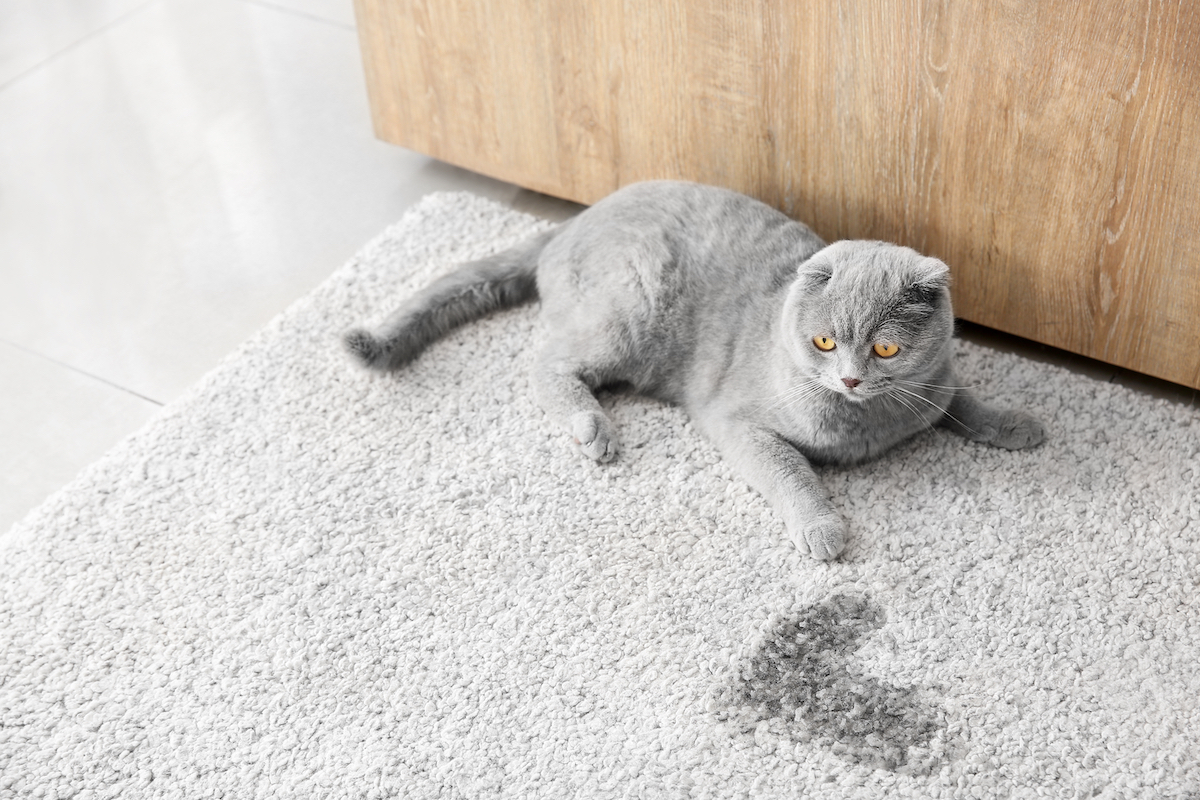How-to-Get-Rid-of-Cat-Pee-Smell