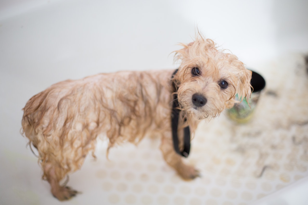 How To Get Rid Of Wet Dog Smell Strip Odor