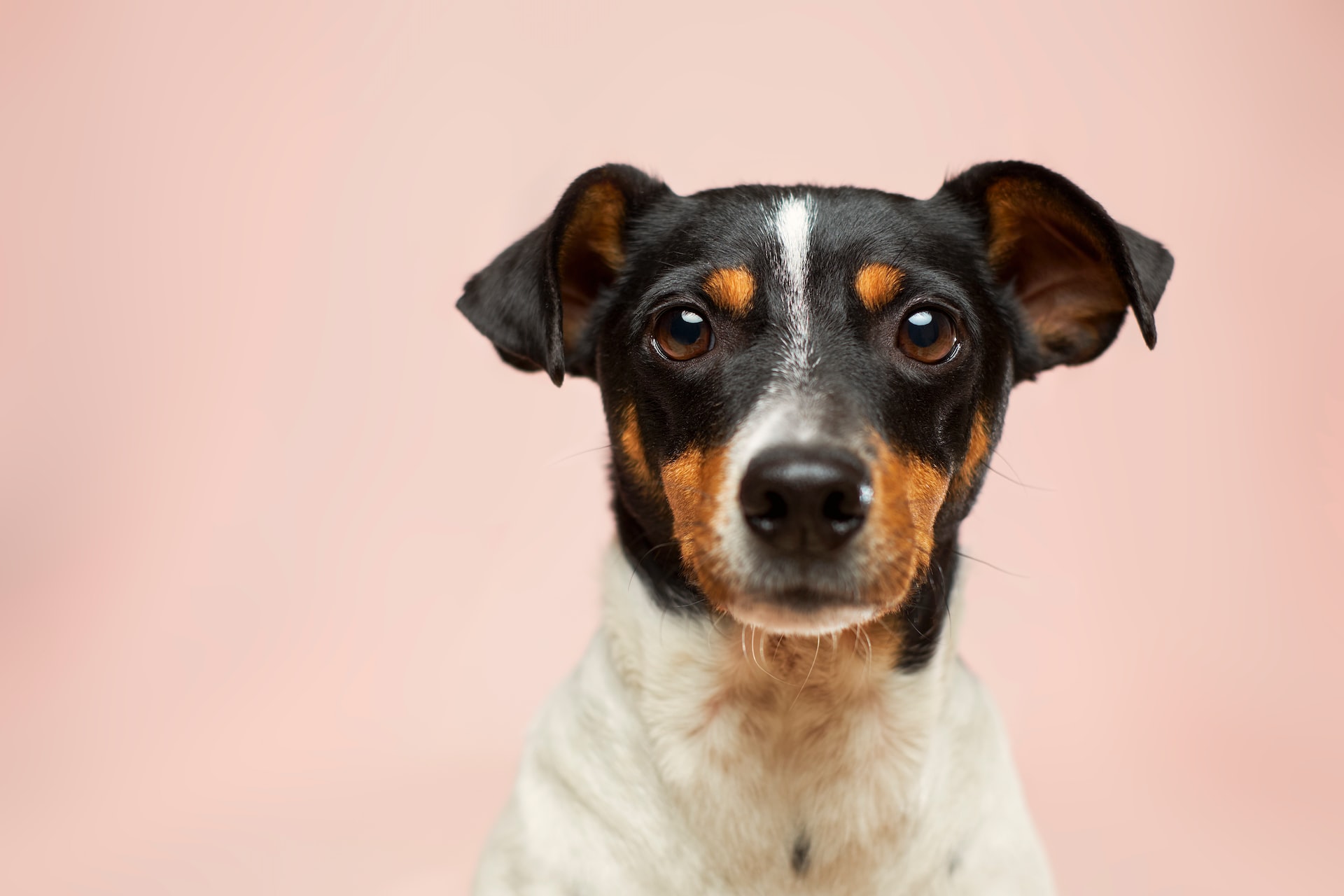 Jack-Russell-Terrier-looking-at-camera