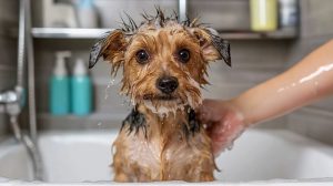 dog given a bath